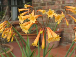 Image result for Cyrtanthus mackenii