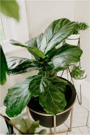The 1 Thing I Do With Leftover Coffee Ps I M Not Drinking It House Fur Plants Plant Care Houseplant Fertilizer For Plants