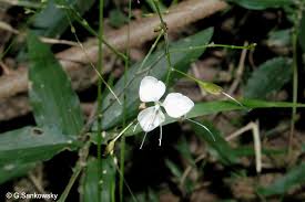 Image result for Aneilema