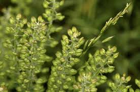 Image result for Lepidium bonariense