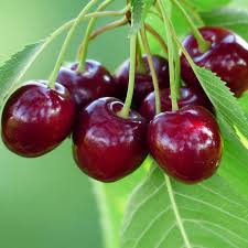 Bing Sweet Cherry