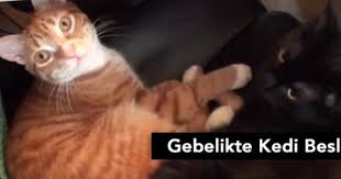 Hamilelikte Evde Kedi Besleme Gebelik Hesaplama Kedi Hamilelik Evler