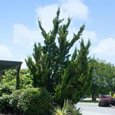 It can withstand drought, high wind, road salt, and the summer heat better than most other upright junipers. Hollywood Junipers For Sale Brighterblooms Com