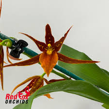 Image result for Bulbophyllum schinzianum