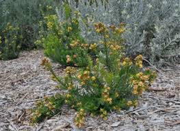 Image result for Penaeaceae