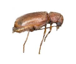 Wood Borer Species Rentokil Property Care