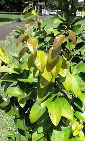 Image result for Cleistanthus schlechteri