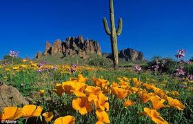 In spring, the arizona desert around phoenix comes alive with wildflowers. Arizona Adventures High Octane Escapades In The Cowboy State With A Mexican Twist Arizona Adventure Sonoran Desert Arizona