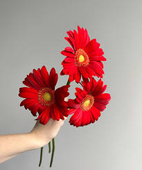 Image result for Gerbera