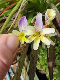 Image result for Xerophyta villosa