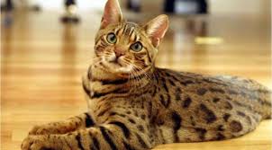 Hasil gambar untuk kucing