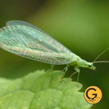 Image result for Lobelia pteropoda