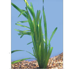 Image result for Vallisneria