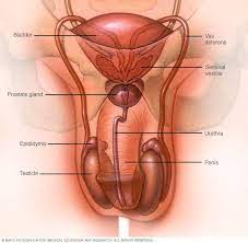 If the tumor is causing pain then it's probably a large tumor that has spread somewhere in the body.. Testicular Cancer Symptoms And Causes Mayo Clinic