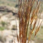 Image result for Loudetia simplex