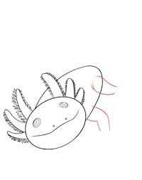 How to draw a axolotl. How To Draw An Axolotl Draw Central