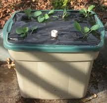 Check out our range of self watering pots at your local bunnings warehouse. Self Watering Containers Root Simple