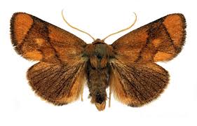 Image result for Apoda limacodes