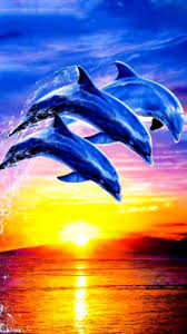 Dolphin sunset wallpapers for desktop wallpaper 1680 x 1050 px 530.05 kb walls iphone heart baby animated cute dolphin purple jumping sunset. The Highest Quality Dolphins Backgrounds For You Iphone Cool Backgrounds