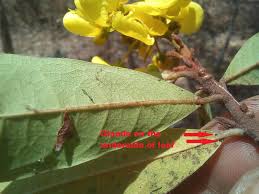 Image result for Acridocarpus natalitius