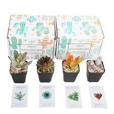 Gift 4 Succulent Month 6 Month Subscription In 2021 Succulent Box Succulents Subscription Gifts