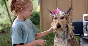 Winn Dixie Great Book And Movie Pets Movie Movies Winn Dixie