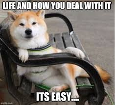 Make your unique style stick by creating. Cool Shiba Inu Memes Imgflip