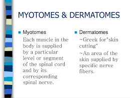 ppt myotomes dermatomes powerpoint presentation free