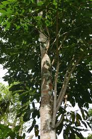 Image result for Trichilia