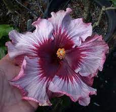 Name Origin Unknown Hibiskus Schone Blumen Blumen