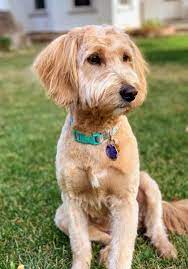 Goldendoodles Teacup Goldendoodle Puppies Precious Doodle Dogs Mini Goldendoodle Goldendoodle Puppy Teacup Goldendoodle