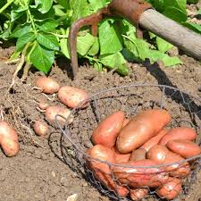 Découvrez toutes nos délicieuses recettes de pommes de terre à choisir selon le type de plat, la saison ou simplement vos envies. Cultiver Des Pommes De Terre Au Potager Bio