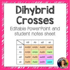 Cross a heterozygous male for tallness with a homozygous recessive female for. Dihybrid Punnett Square Worksheets Teaching Resources Tpt