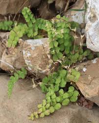 Image result for Adiantum vogelii