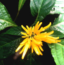 Image result for Justicia tenella