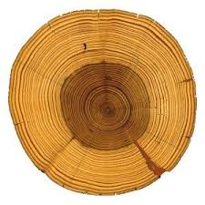 Oldest North American Tree Accidentally Discovered In Rockford Tree Rings Tree Tree Tattoo
