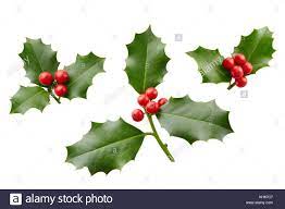 Künstliche grüne und rote früchte beeren mit grünen ärmel zweig vogel auf pick weihnachten blumen picks dekoration. Stechpalmenzweig Stockfotos Und Bilder Kaufen Alamy