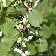 We did not find results for: Dallas Fruit And Vegetable Grower Growing Fruit Fruit Trees Fruit