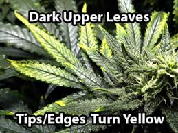 Marijuana Nutrient Problems Symptoms By Picture Grow