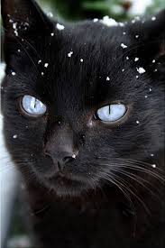 Beautiful Black And White Cat With Blue Eyes Beautiful Kitties 20th December 2013 Animals Cats Pretty Cats