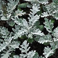 Image result for Cineraria deltoidea