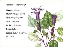 Image result for Datura