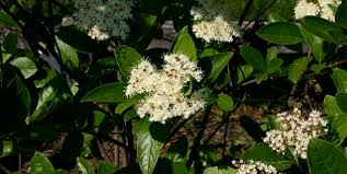 These 5 flowering spring bushes are gorgeous ways to bring color to your yard. Viburnum A Shrub For Many Settings Piedmont Master Gardeners