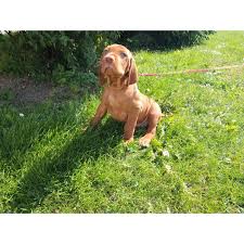 Image result for maďarský ohař drátosrstý