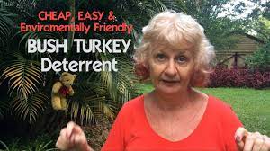 Check spelling or type a new query. Easy Bush Turkeys Deterrent 1 Youtube
