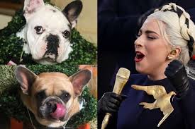 A woman, who wasn't named, met the entertainer's. Lady Gaga Offers Us 500 000 Reward For Two Stolen Dogs Entertainment News Top Stories The Straits Times