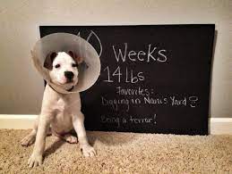 Puppy Growth Chart Cute Weekly Or Monthly Photo Idea Pet Photography Dog Fun Photo Session Ideas Props Puppy Growth Chart Puppy Mom Puppy Photography