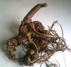 Image result for Sphenostylis erecta