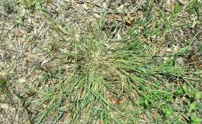 Image result for Cenchrus incertus