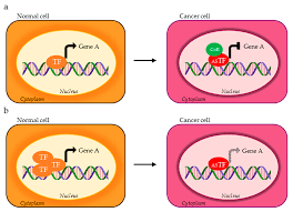 They control how the cell functions, including: Cells Free Full Text Transcription Factors In Cancer When Alternative Splicing Determines Opposite Cell Fates Html